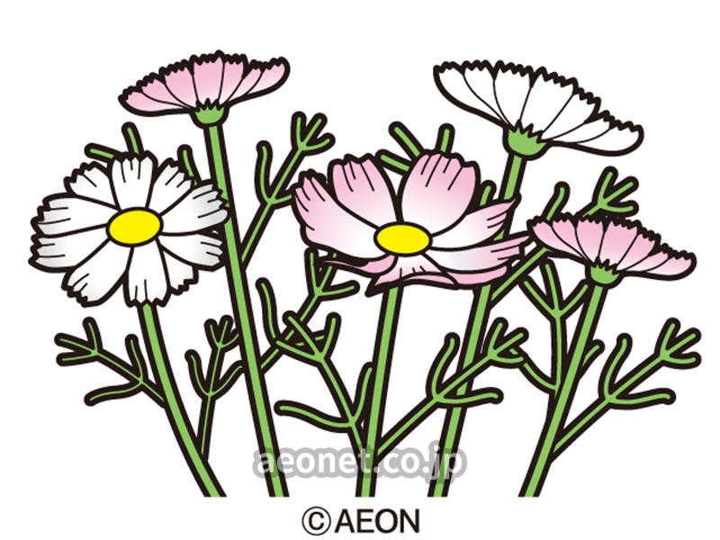 キンモクセイ ススキ 秋の草花を英語で何て言うの スクールブログ 川西モザイクボックス校 川西市 英会話教室 Aeon